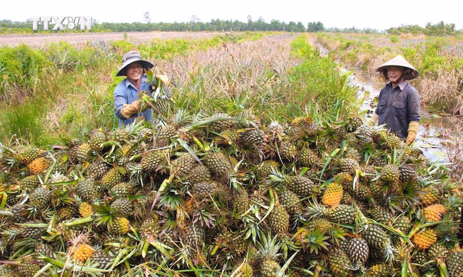 vna_potal_nong_dan_hau_giang_phan_khoi_vi_gia_dua_o_muc_cao_7276722.jpg