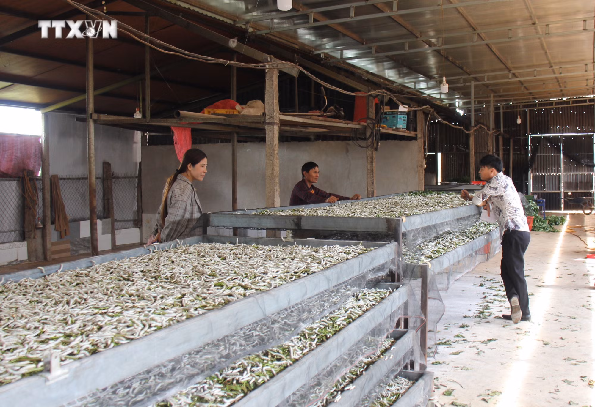 vna_potal_trong_dau_nuoi_tam_–_huong_lam_giau_moi_cua_nong_dan_gia_lai_7217261.jpg