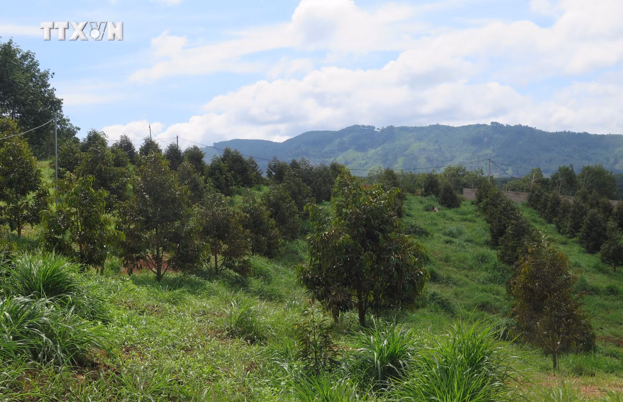 vna_potal_dien_tich_sau_rieng_tai_kon_tum_tang_nhanh_trong_nhung_nam_gan_day_7562286.jpg