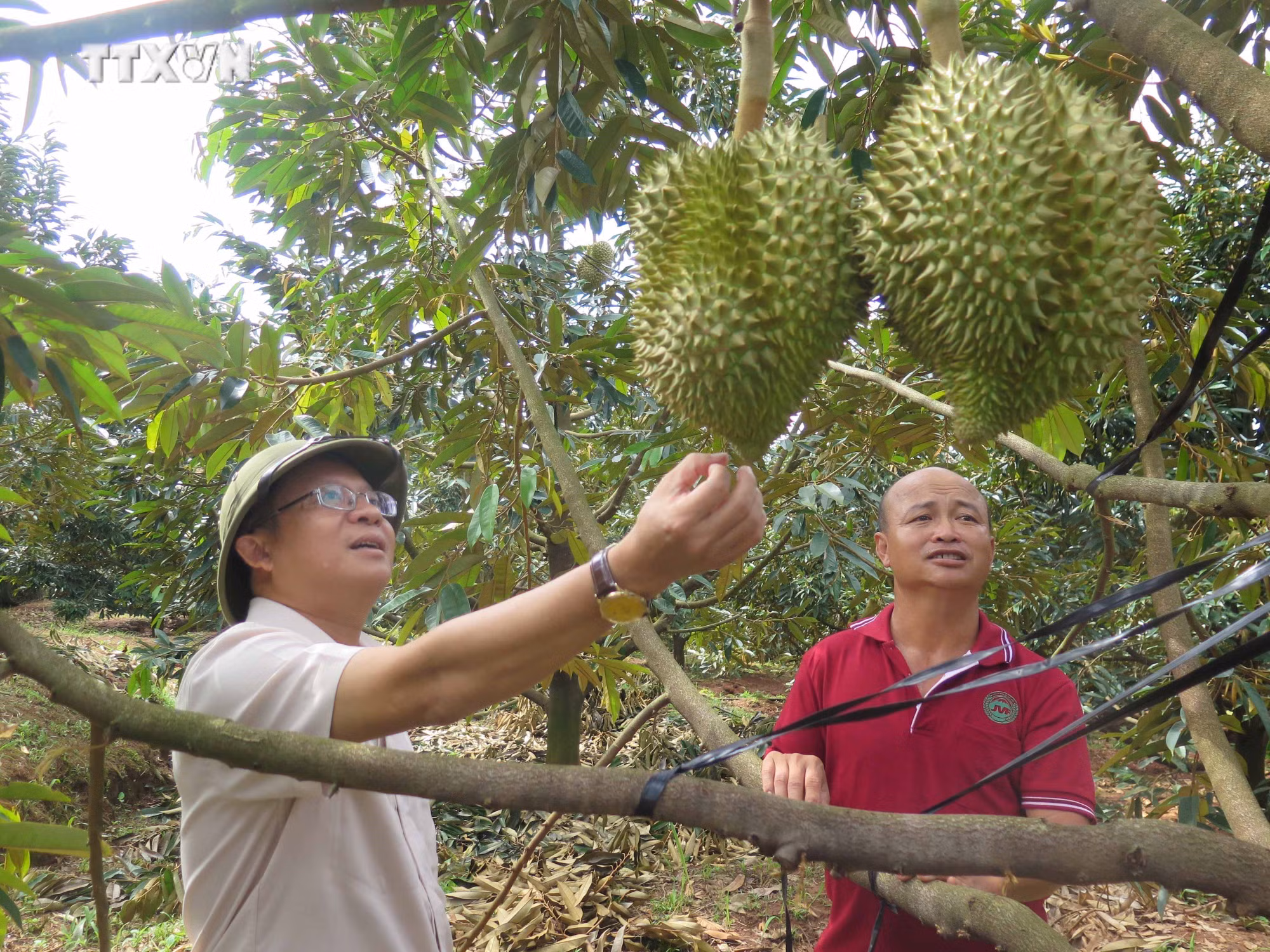 vna_potal_dien_tich_sau_rieng_tai_kon_tum_tang_nhanh_trong_nhung_nam_gan_day_7562271.jpg