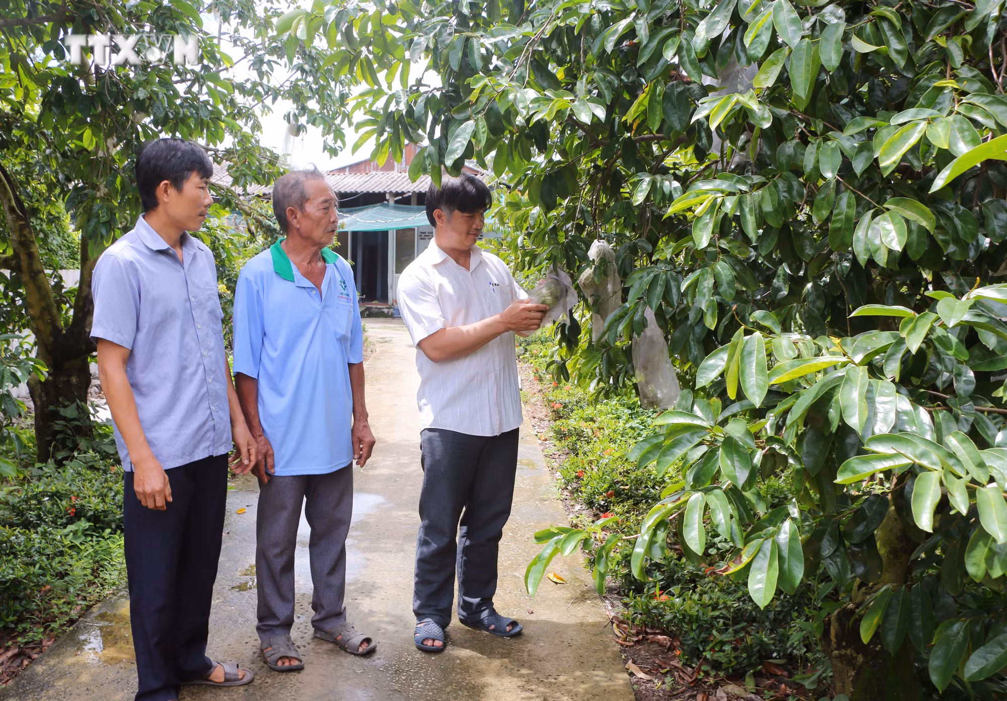 vna_potal_lam_giau_tu_cay_mang_cau_xiem_tren_vung_dat_trung_phen_o_soc_trang_7466533 (2).jpg