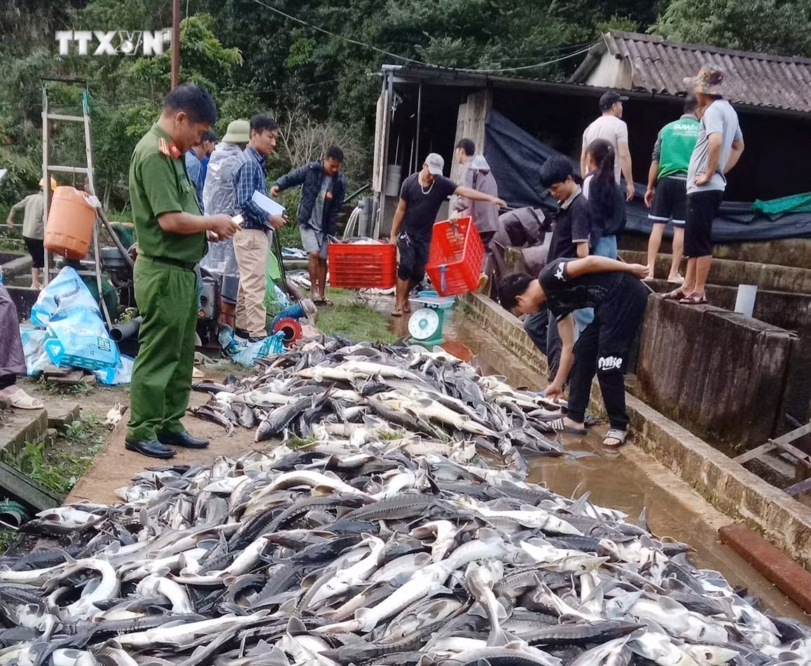 vna_potal_gan_11_tan_ca_tam_chet_trang_bung_nghi_do_nhiem_doc_o_lai_chau_7467914.jpg