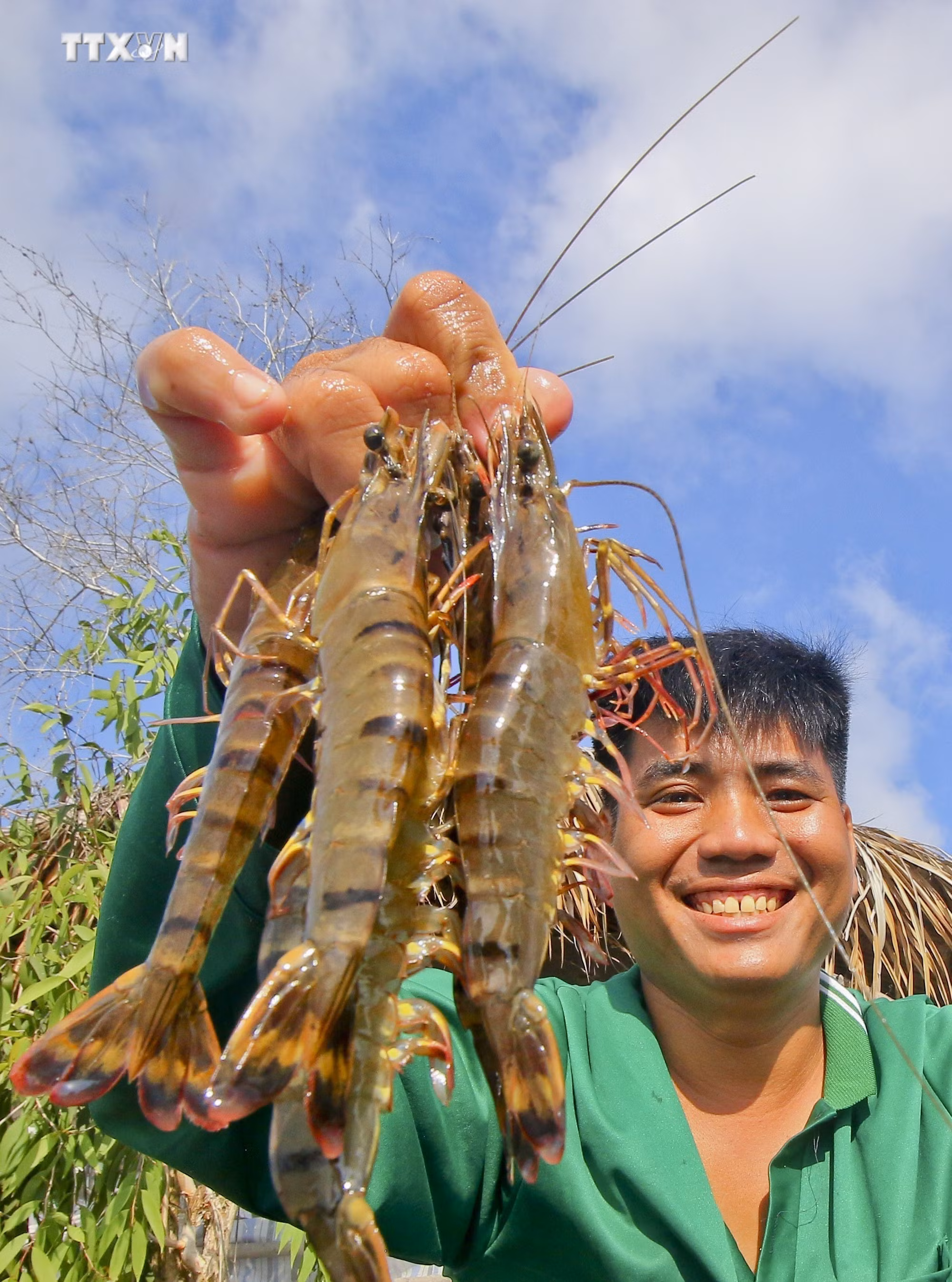 vna_potal_con_tom_thuan_thien_o_luong_nghia_hau_giang_7519136.jpg