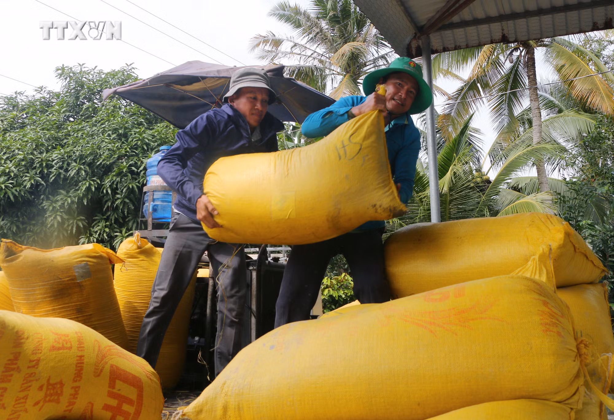 vna_potal_soc_trang_thu_hoach_lua_he_thu_dau_vu___7521755.jpg
