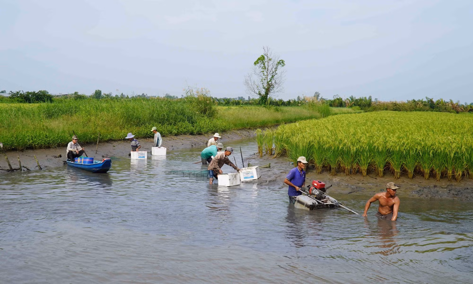 3-hieu qua mo hinh thich ung bien doi khi hau-kien giang-van Si.jpg
