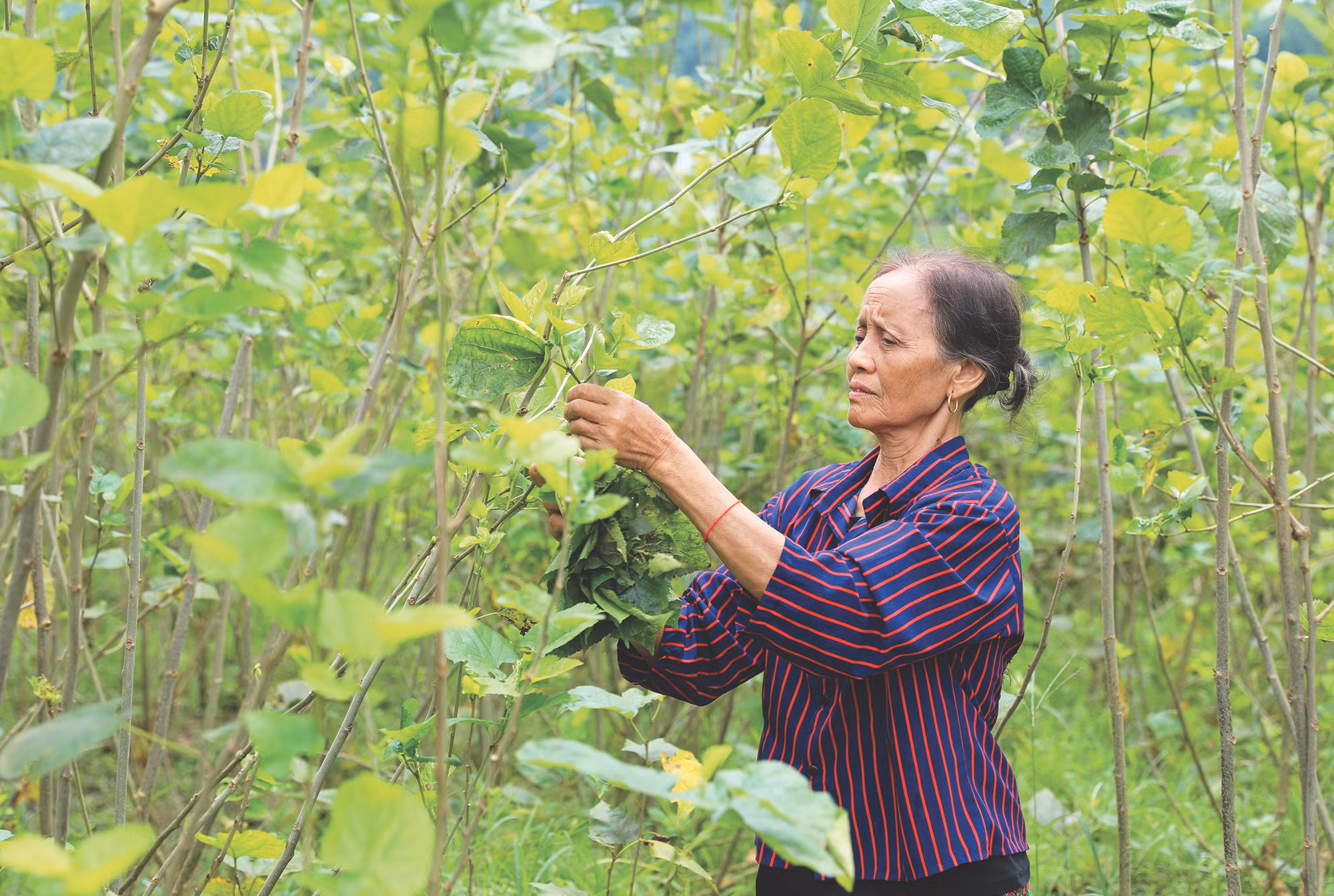 anh dau tam 5.JPG