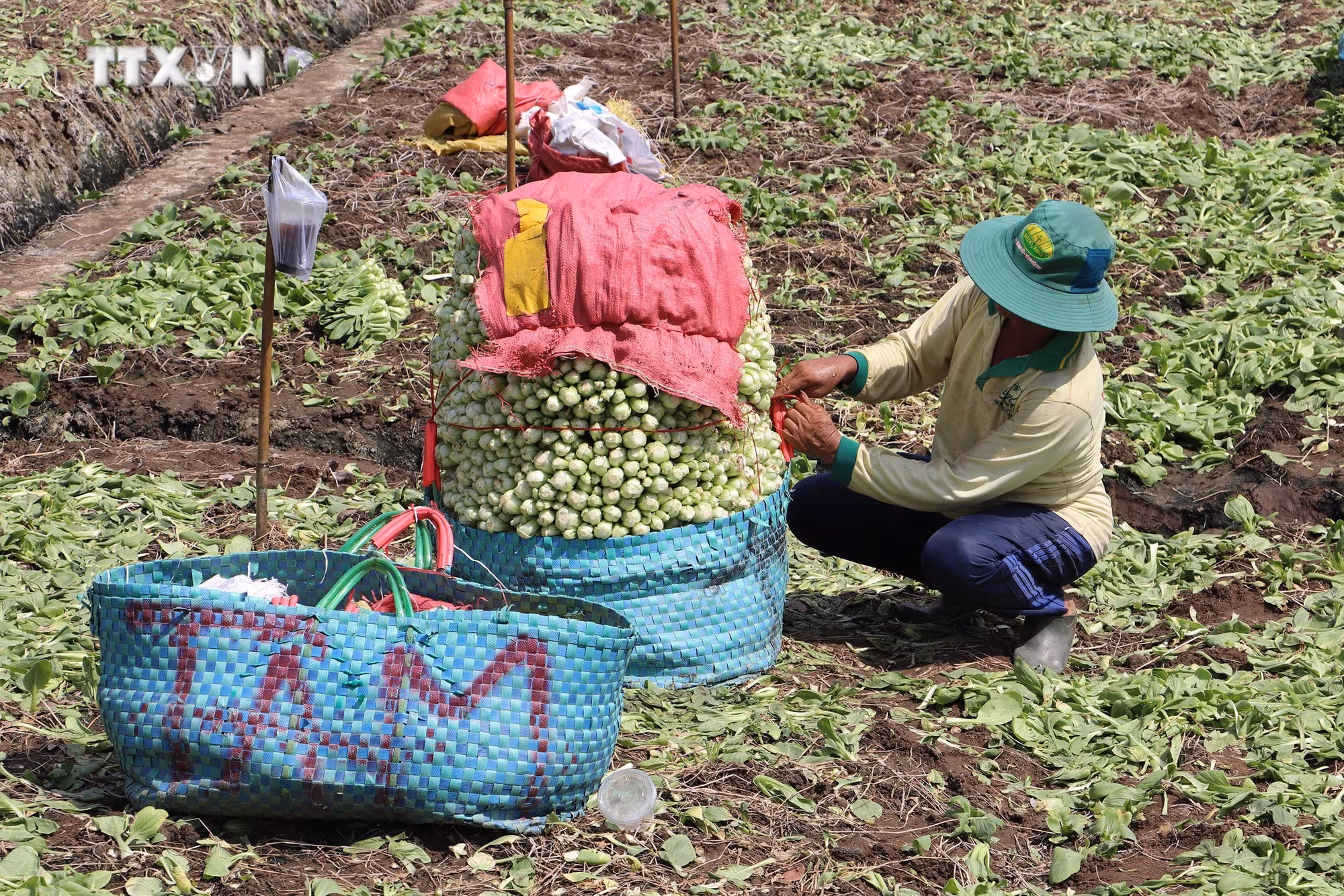 vna_potal_tien_giang_dua_rau_mau_xuong_ruong_ung_pho_han_man_giam_nhe_thien_tai_7361151.jpg