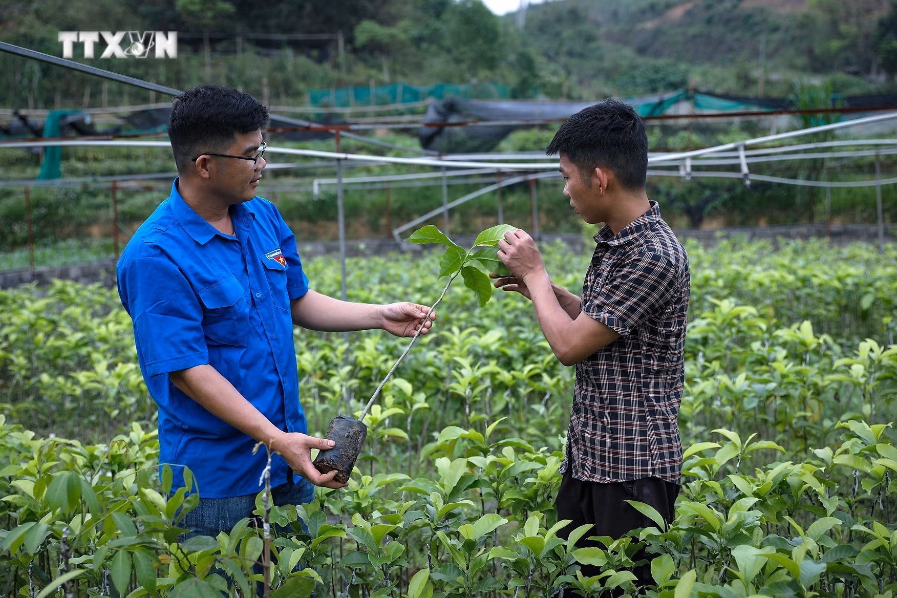 vna_potal_chang_trai_xu_muong_lam_giau_tren_manh_dat_que_huong_7335051.jpg