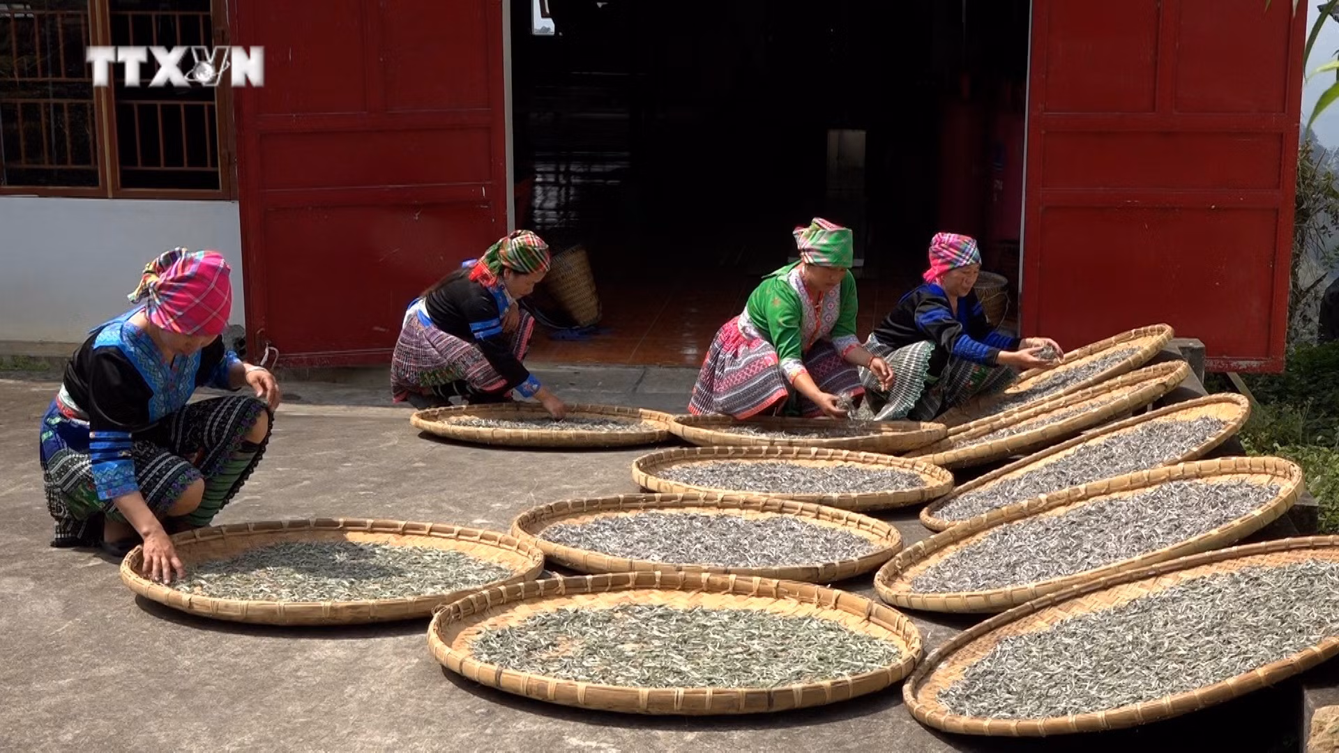 vna_potal_yen_bai_ung_dung_cong_nghe_cao_de_nang_tam_gia_tri_nong_san__7428875.jpg