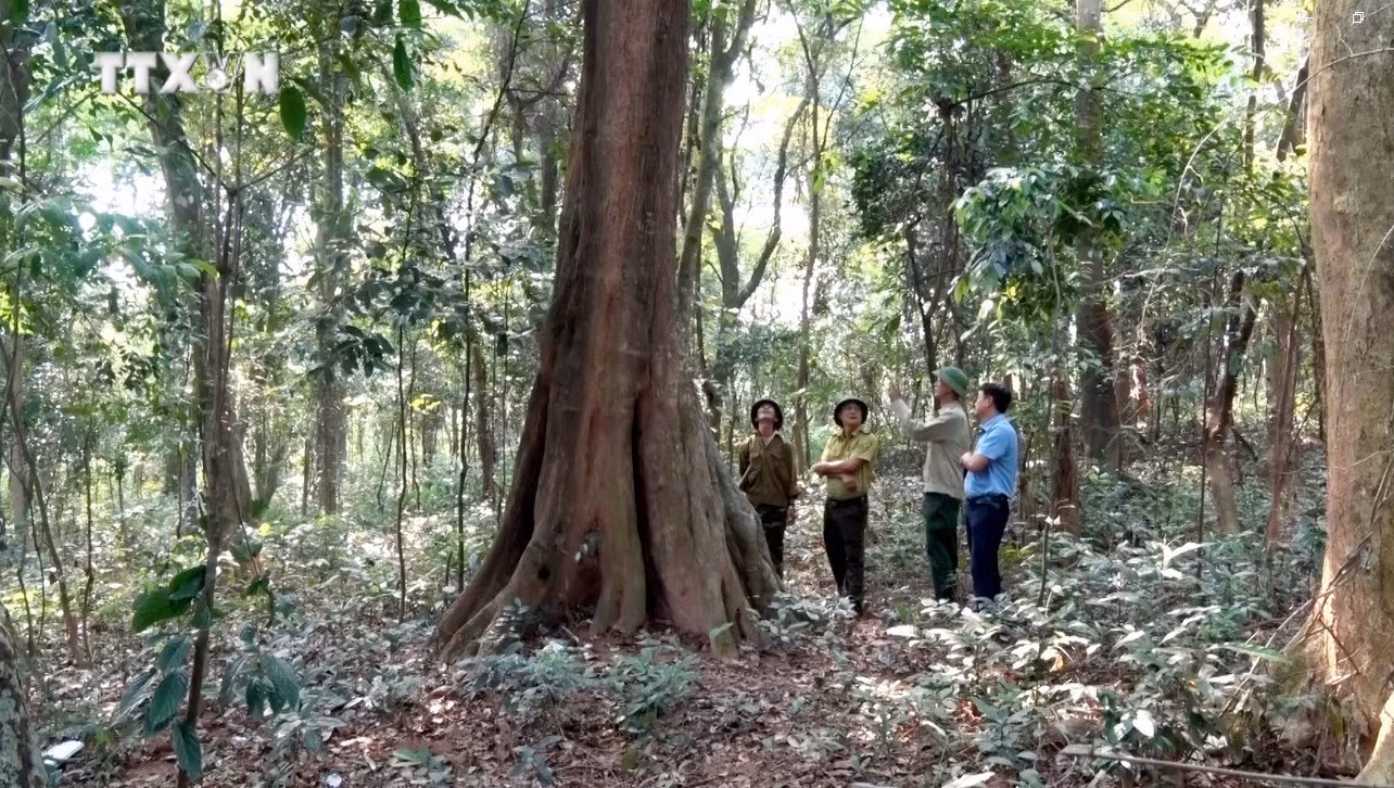 vna_potal_bao_ve_rung_quang_binh_chung_suc_bao_ve_rung_nguyen_sinh_7529156.jpg