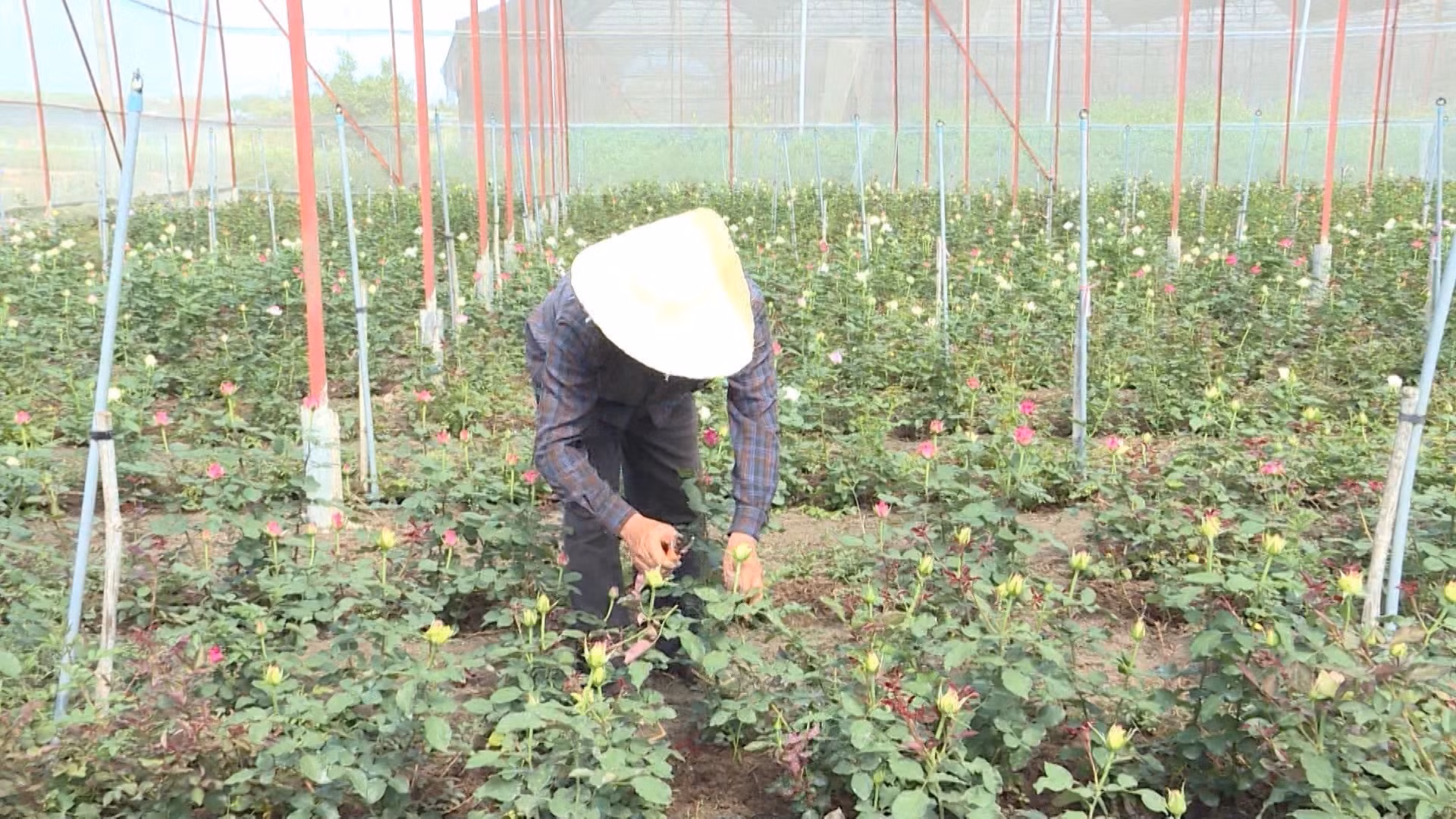19-hoai nam.jpg