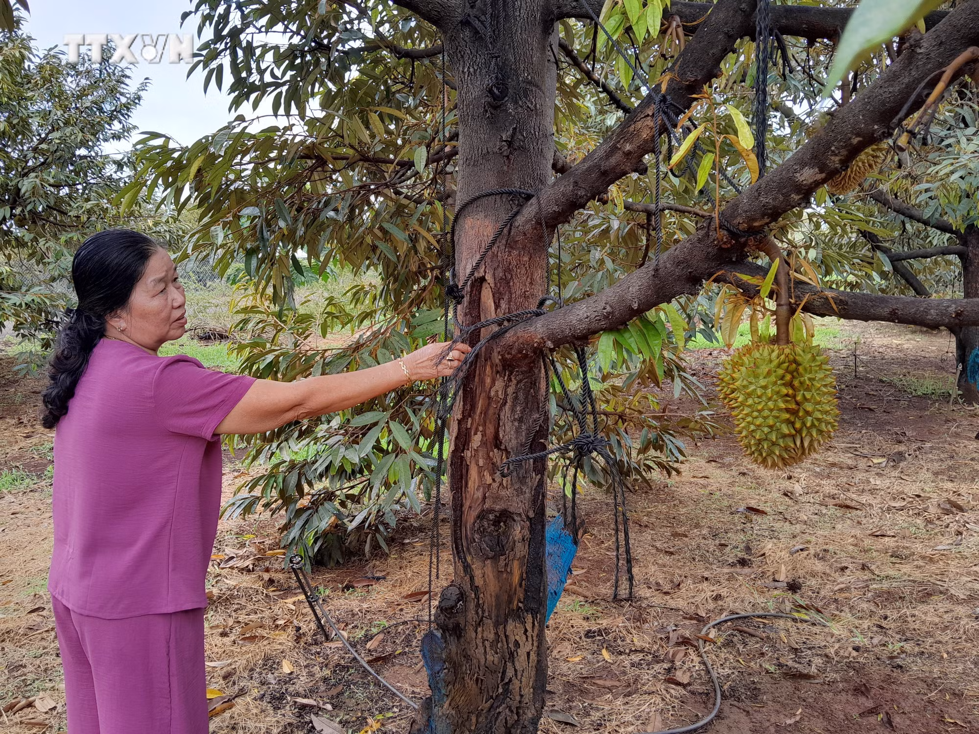 vna_potal_binh_phuoc_nhieu_dien_tich_sau_rieng_bi_nhiem_benh_anh_huong_do_han_7388185.jpg