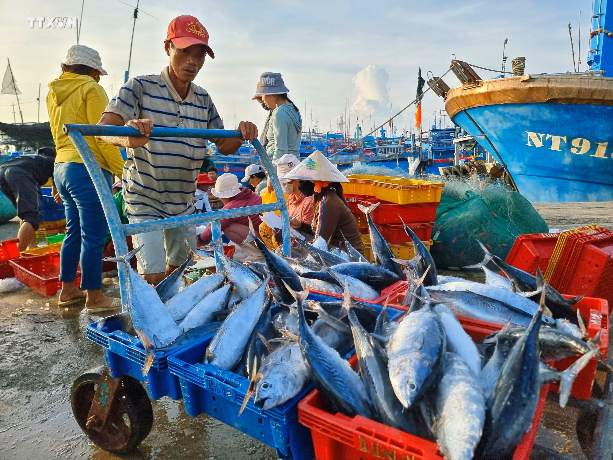 vna_potal_bien_dao_viet_nam_ngu_dan_ninh_thuan_day_manh_vuon_khoi_khai_thac_vu_ca_nam_7389112.jpg