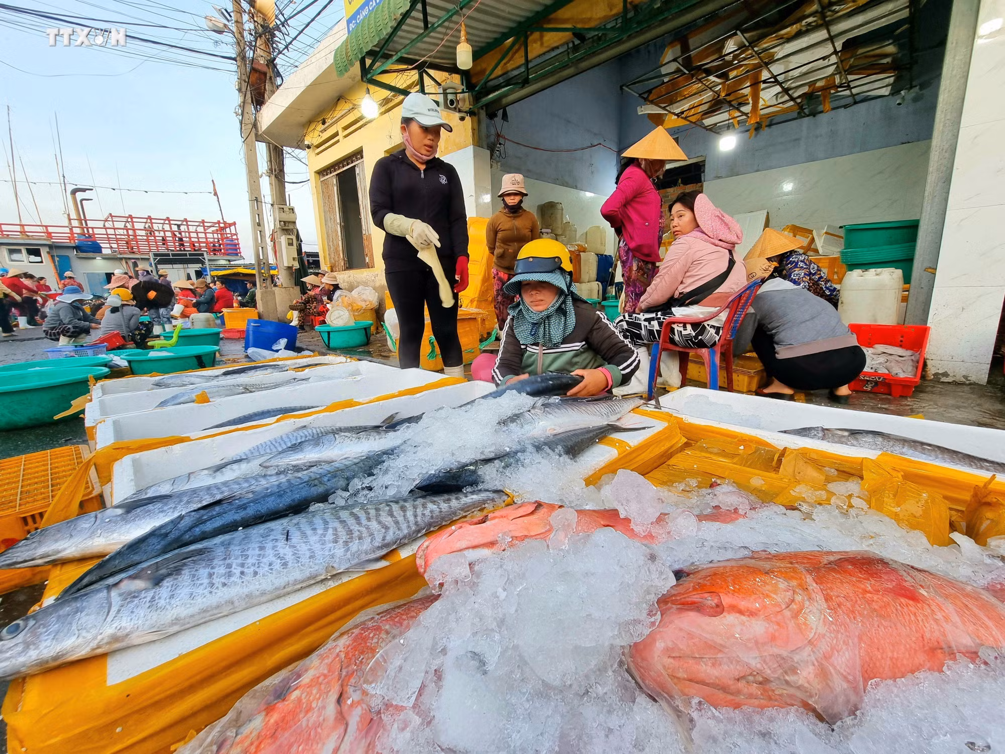 vna_potal_bien_dao_viet_nam_ngu_dan_ninh_thuan_day_manh_vuon_khoi_khai_thac_vu_ca_nam_7389117.jpg