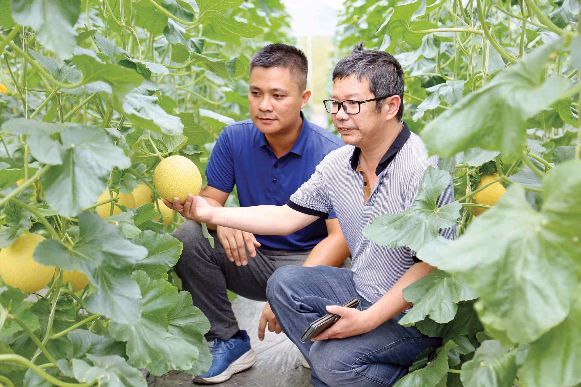 1-dua luoi-quang cuong tuyen quang.jpg