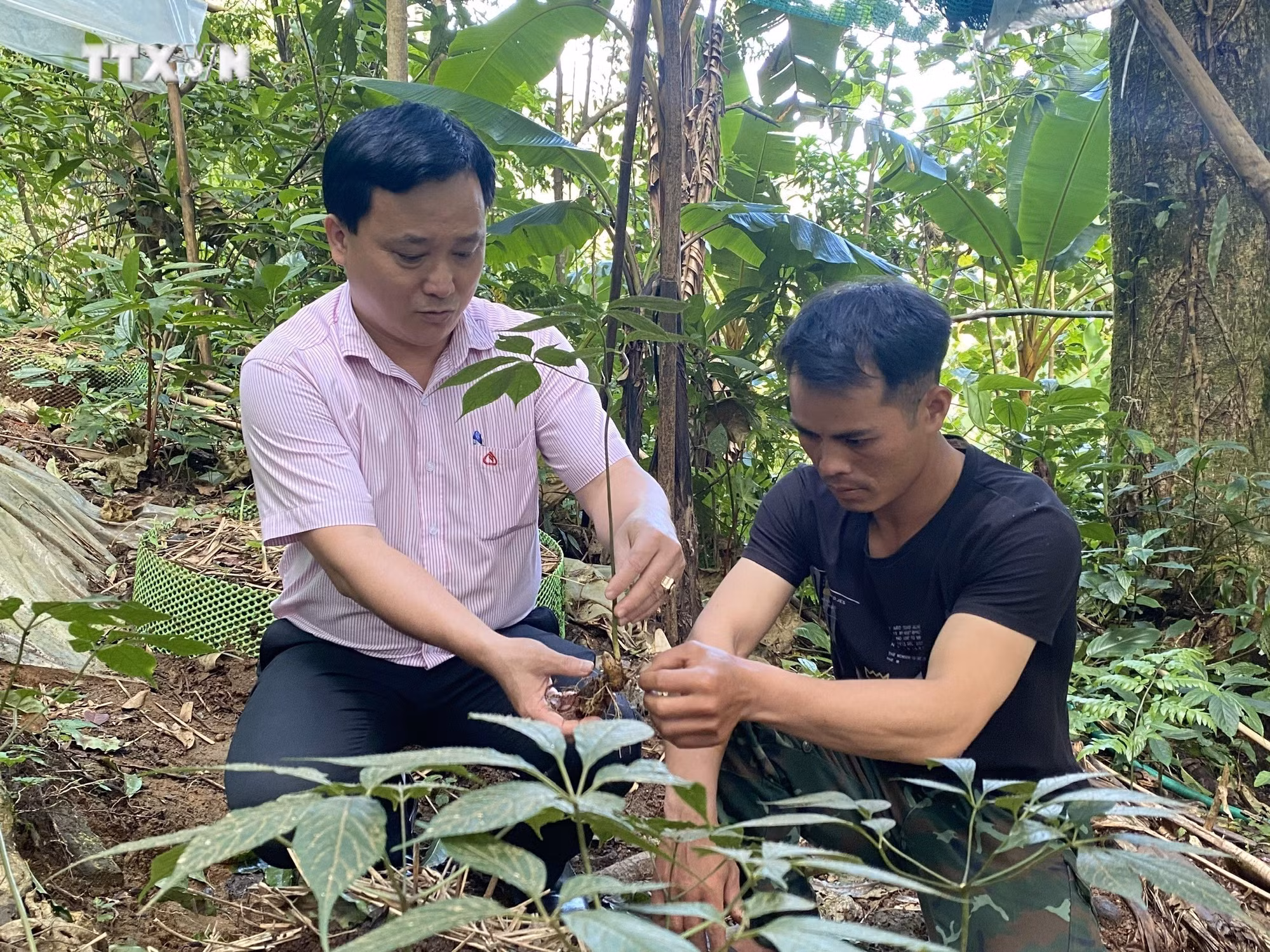 vna_potal_hieu_qua_cua_chuong_trinh_muc_tieu_quoc_gia_giam_ngheo_ben_vung_tai_kon_tum_7125151.jpg