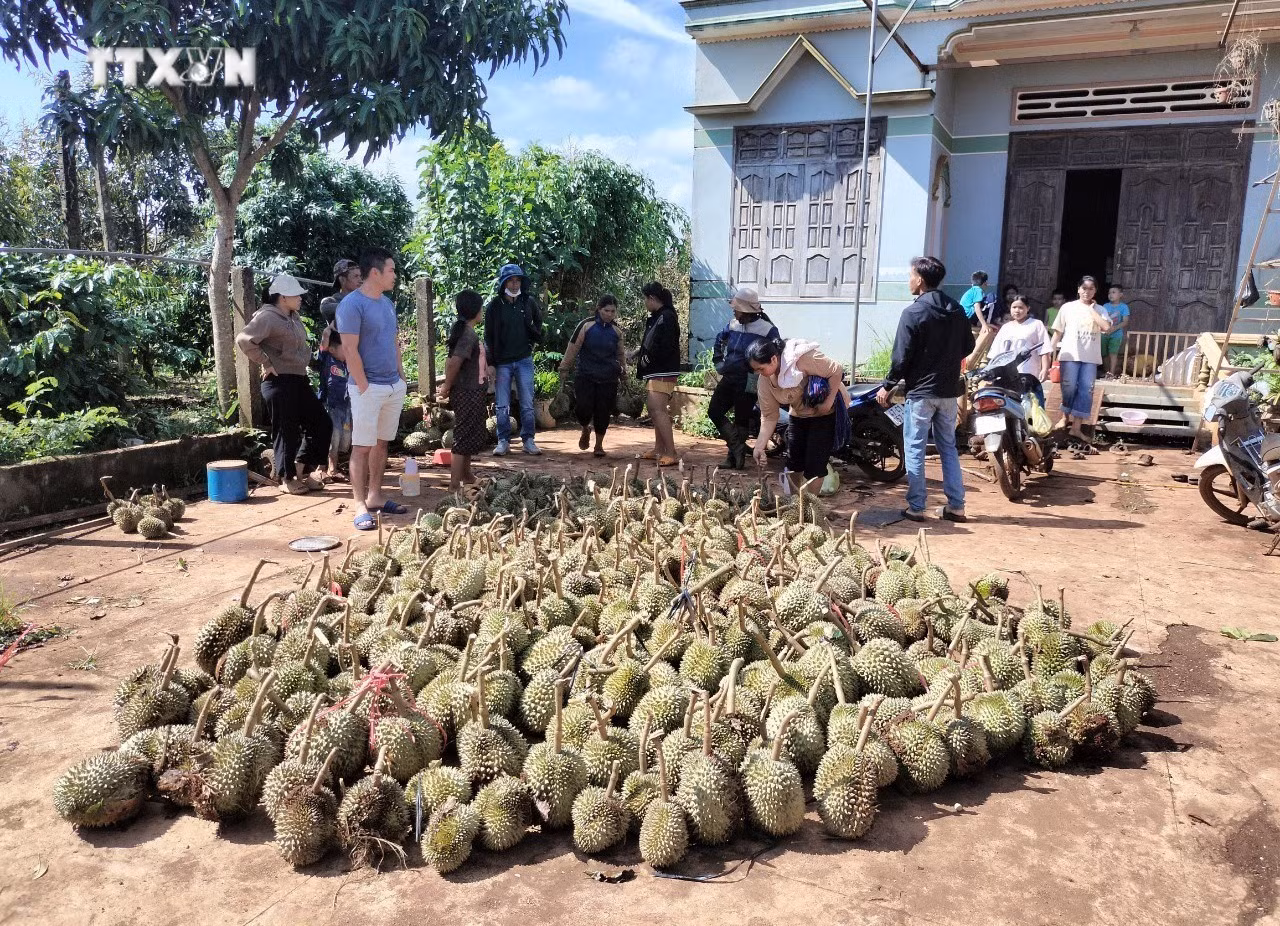 vna_potal_dak_lak_thiet_hai_hon_199_tan_sau_rieng_do_mua_lon_kem_loc_xoay_7473349.jpg