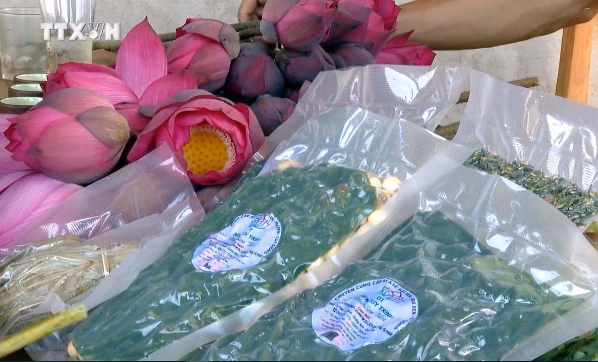 vna_potal_mo_hinh_trong_sen_ket_hop_du_lich_sinh_thai_mang_lai_hieu_qua_kinh_te_tai_quang_binh__7488676.jpg