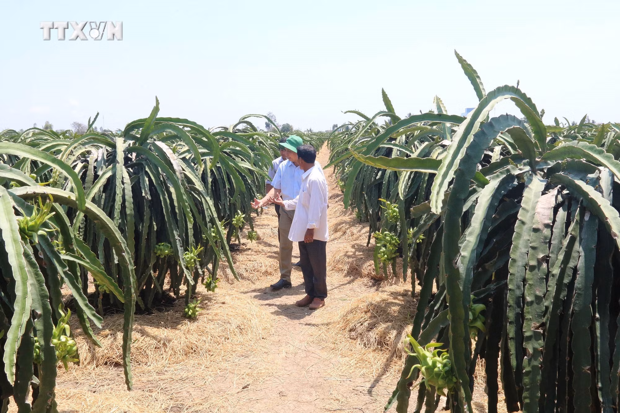 vna_potal_dung_nen_co_nghiep_tren_dat_nhiem_man_ven_bien_nho_cay_thanh_long_6666051.jpg