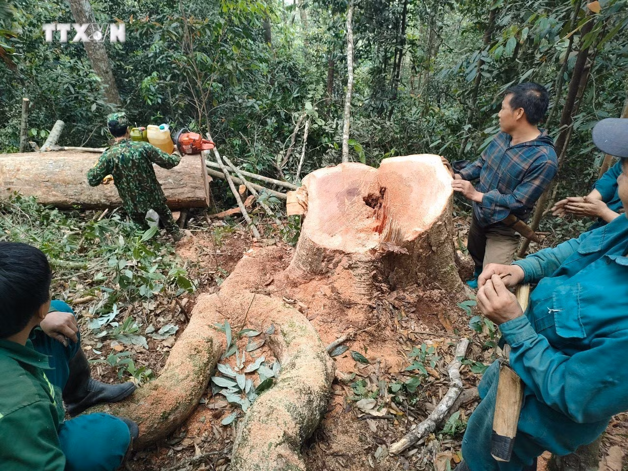 vna_potal_bo_doi_bien_phong_thanh_hoa_bat_qua_tang_5_doi_tuong_khai_thac_go_trai_phep_7322516.jpg