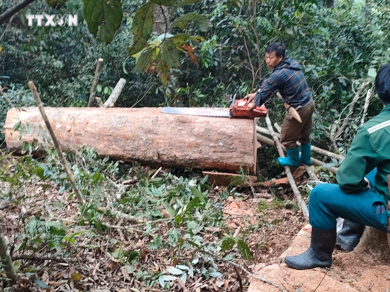 vna_potal_bo_doi_bien_phong_thanh_hoa_bat_qua_tang_5_doi_tuong_khai_thac_go_trai_phep_7322517.jpg
