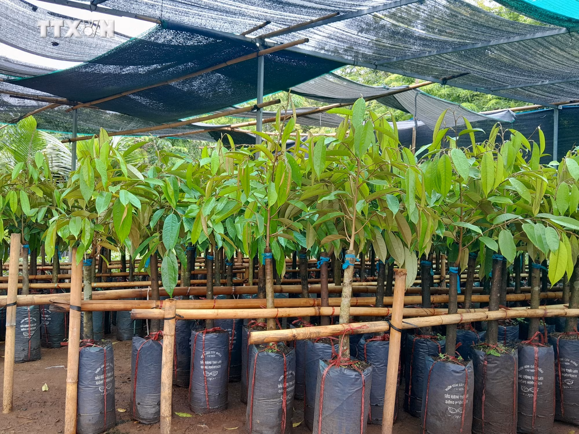 vna_potal_binh_phuoc_khan_hiem_giong_cay_sau_rieng_7446062 (1).jpg