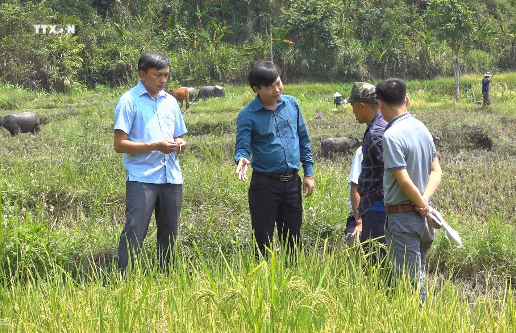 vna_potal_trien_vong_cac_giong_lua_chat_luong_cao_tai_kon_tum_7374105.jpg