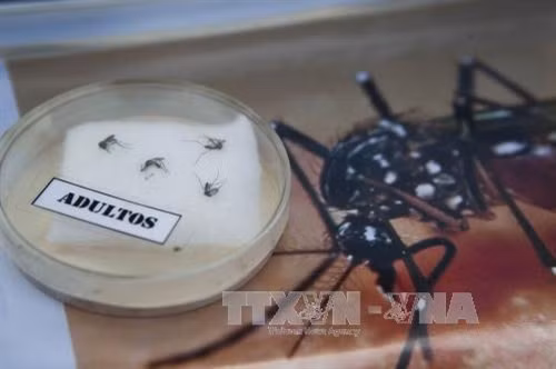 Virus Zika đã lây lan sang nhiều nước