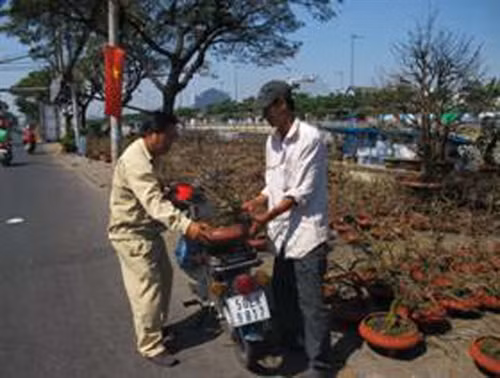 Mai được mùa, đào tăng giá