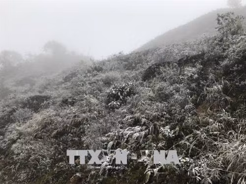 Tuyết phủ trắng núi rừng Sa Pa