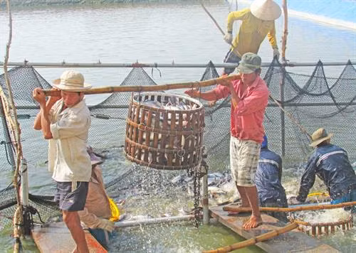 Hơn 630 ha lúa vùng Đồng Tháp Mười chuyển sang nuôi cá