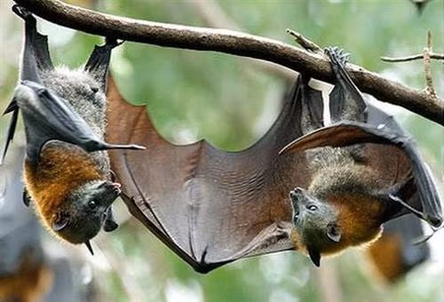 Hoạt động xâm lấn thiên nhiên của con người làm gia tăng các loại dịch bệnh do virus