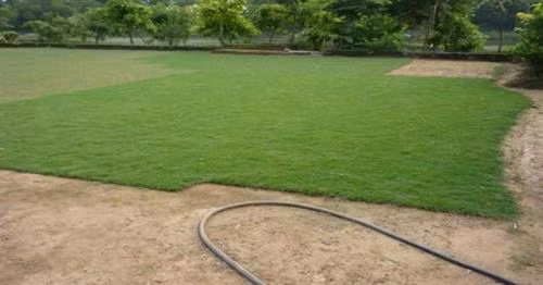 Cách trồng và chăm sóc cỏ nhung nhật