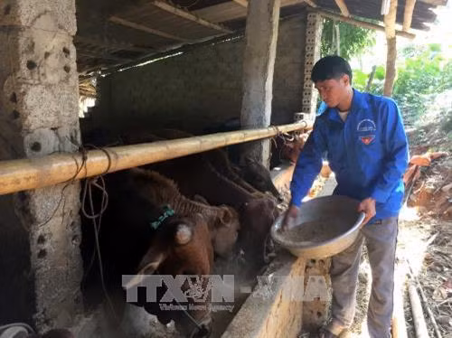 Thanh niên vùng biên Quan Sơn quyết tâm vượt khó khởi nghiệp