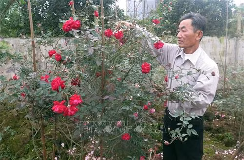 Chuyện làm giàu không vốn ở Nam Định