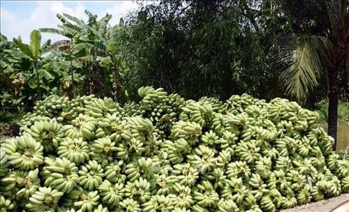 Kiên Giang chuối xiêm rớt giá mạnh
