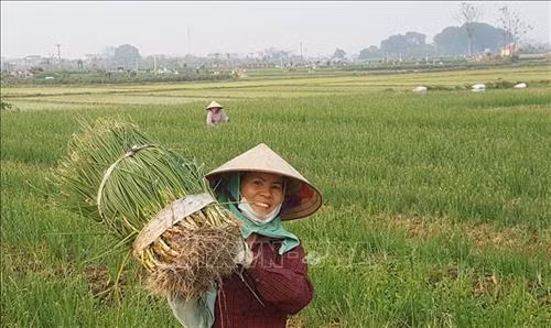 Vình Phúc hướng tới phát triển mạnh sản phẩm hành thơm