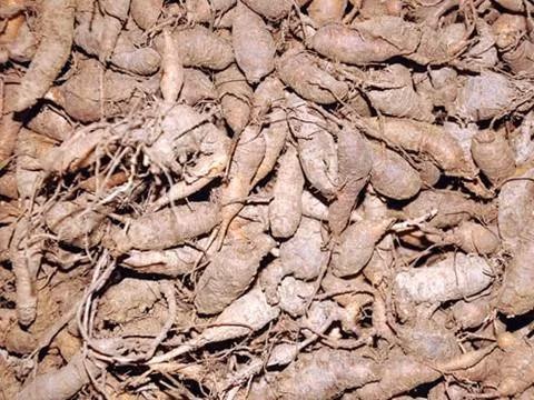 Sâm đất – Sâm của người nghèo