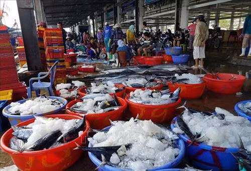 Ngư dân Khánh Hòa được mùa cá ngừ sọc dưa