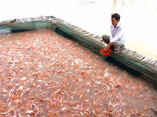 Cách phòng trị bệnh cho cá điêu hồng