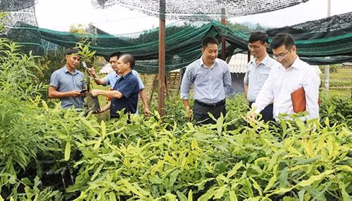 Hỗ trợ 1.000 cây mắc-ca giống cho huyện Nậm Pồ