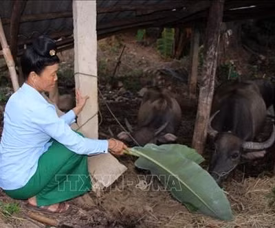 Chị Quàng Thị Kẹo - Người phụ nữ dân tộc Khơ Mú làm kinh tế giỏi