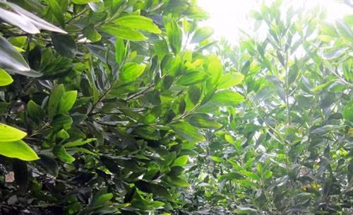Biện pháp phòng trừ sâu đo gây hại cây keo tai tượng