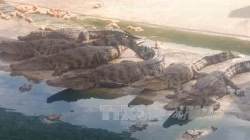 Phòng và trị bệnh cho cá sấu