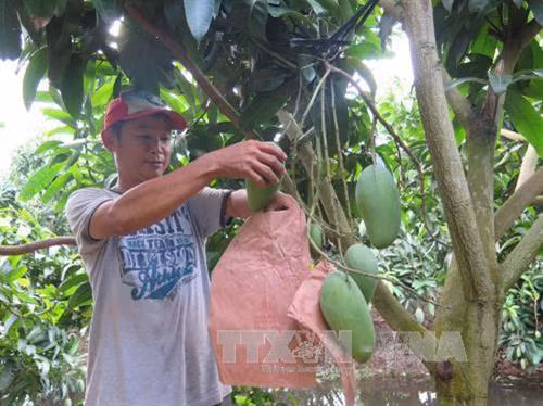 Hiệu quả từ thâm canh vườn cây ăn trái ở An Giang