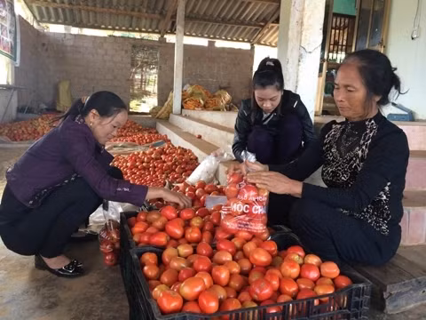 Nữ tỷ phú rau sạch ở vùng cao