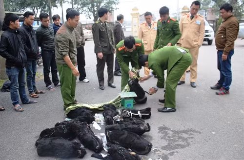Hà Tĩnh: bắt xe khách chở 12 cá thể voọc không rõ nguồn gốc xuất xứ