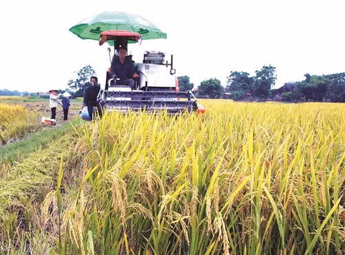 Bắc Giang xây dựng cánh đồng mẫu