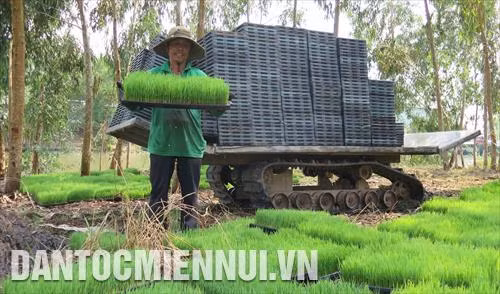 Giải bài toán quy hoạch để phát triển nông nghiệp bền vững