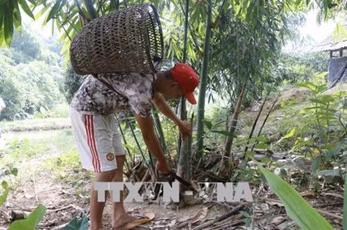 Yên Bái phát huy hiệu quả kinh tế từ măng tre Bát độ